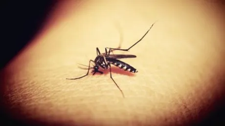 Grecia: Numărul de infectări cu virusul West Nile, în creștere