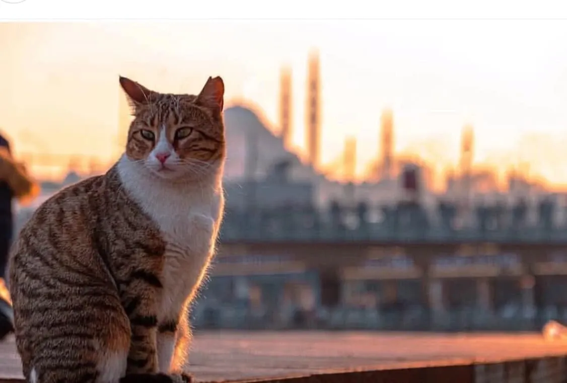 Catstanbul: În orașul unde pisicile stăpânesc străzile