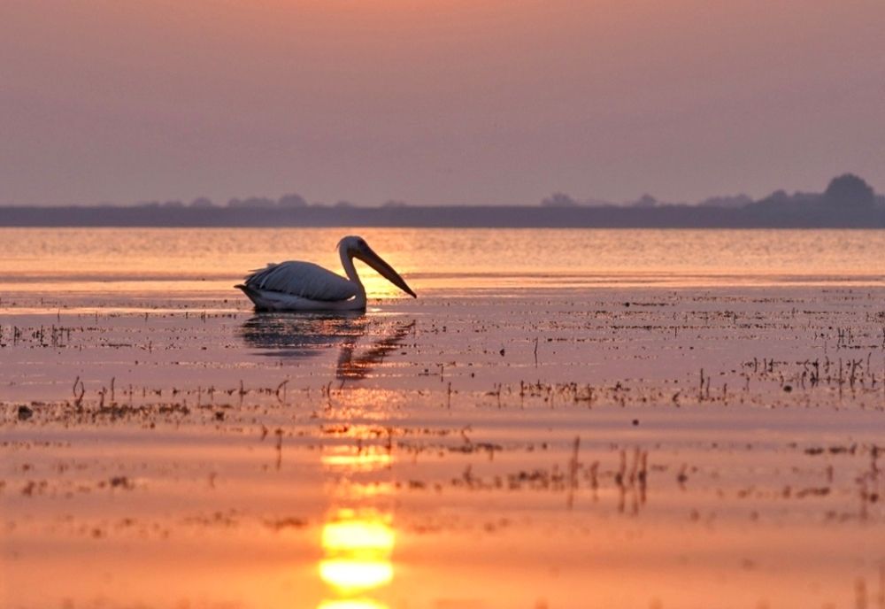 Documentarul ”Dunărea sălbatică”, o călătorie magică prin Delta Dunării cu Charlie Ottley
