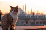 Catstanbul: În orașul unde pisicile stăpânesc străzile