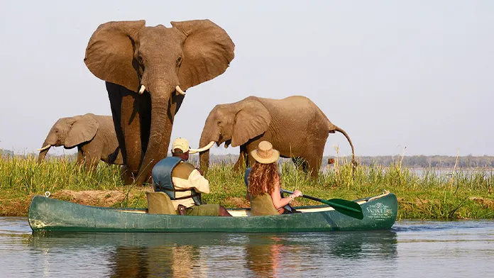 safari_poza_reprezentativa_696x392