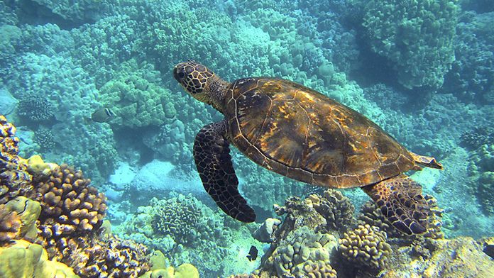 hawaii_poza_repr2_696x392