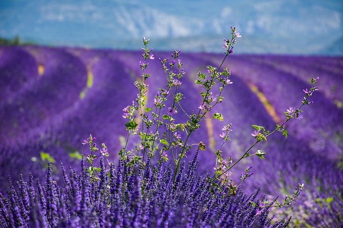 provence_poza_repr_696x392