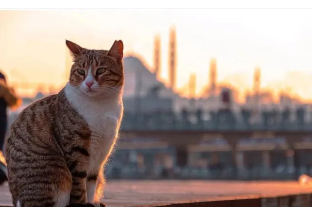 Catstanbul: În orașul unde pisicile stăpânesc străzile