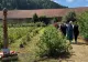 Harghita: Zilele Plantelor Medicinale din Ținutul Secuiesc, în weekend, la Șumuleu Ciuc
