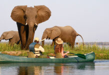 safari_african_in_zambia_poza_reprezentativa