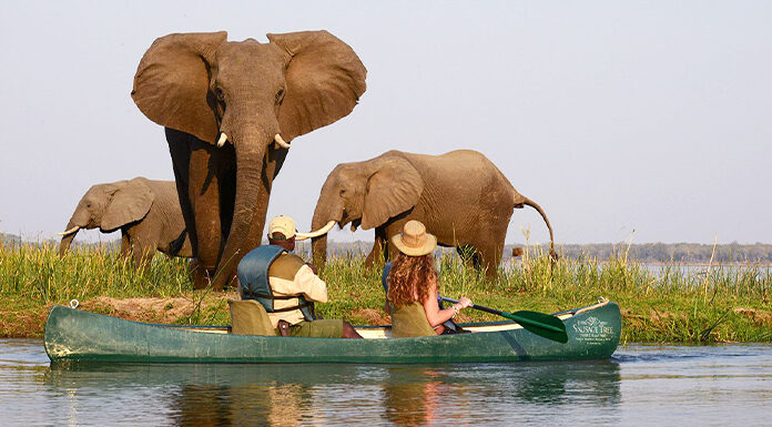 safari_african_in_zambia_poza_reprezentativa